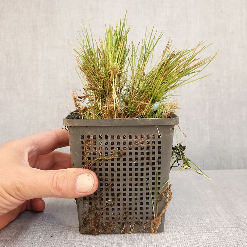 Scirpus isolepsis 1L/1.5L pot sample as delivered in autumn