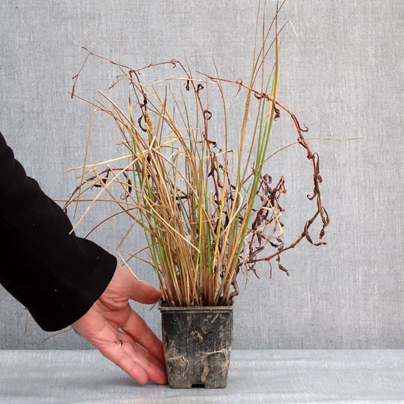 Scirpus mucronatus  8/9 cm pot sample as delivered in winter