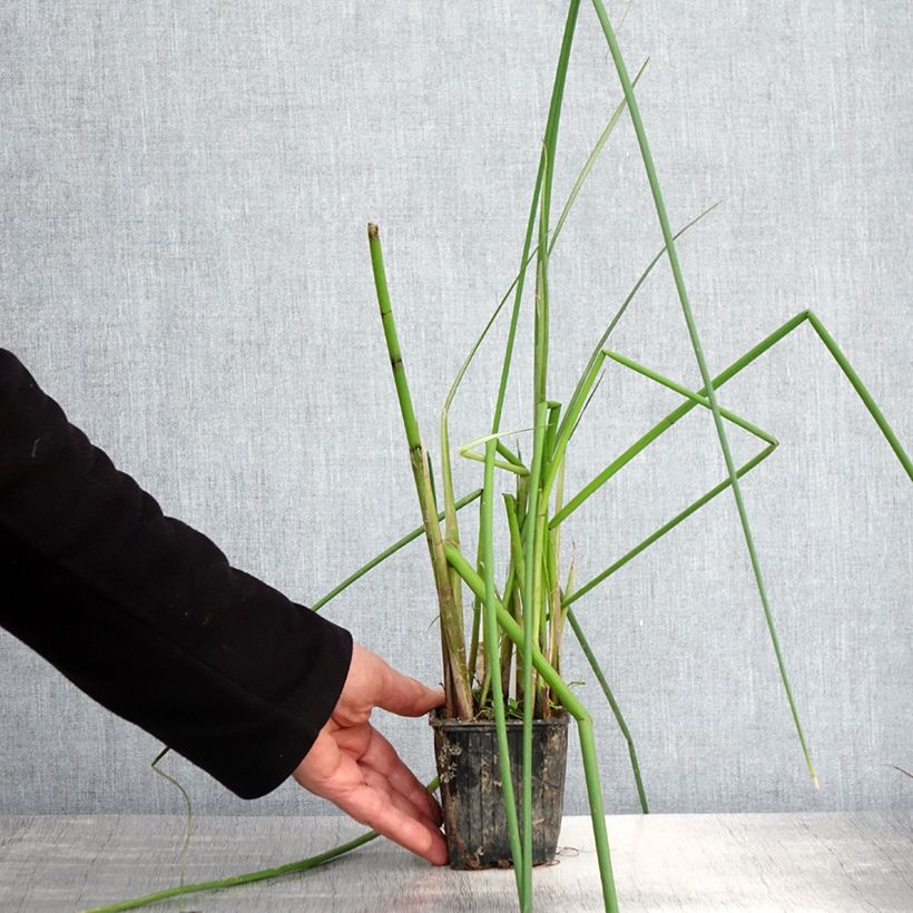 Scirpus mucronatus  8/9 cm pot sample as delivered in spring