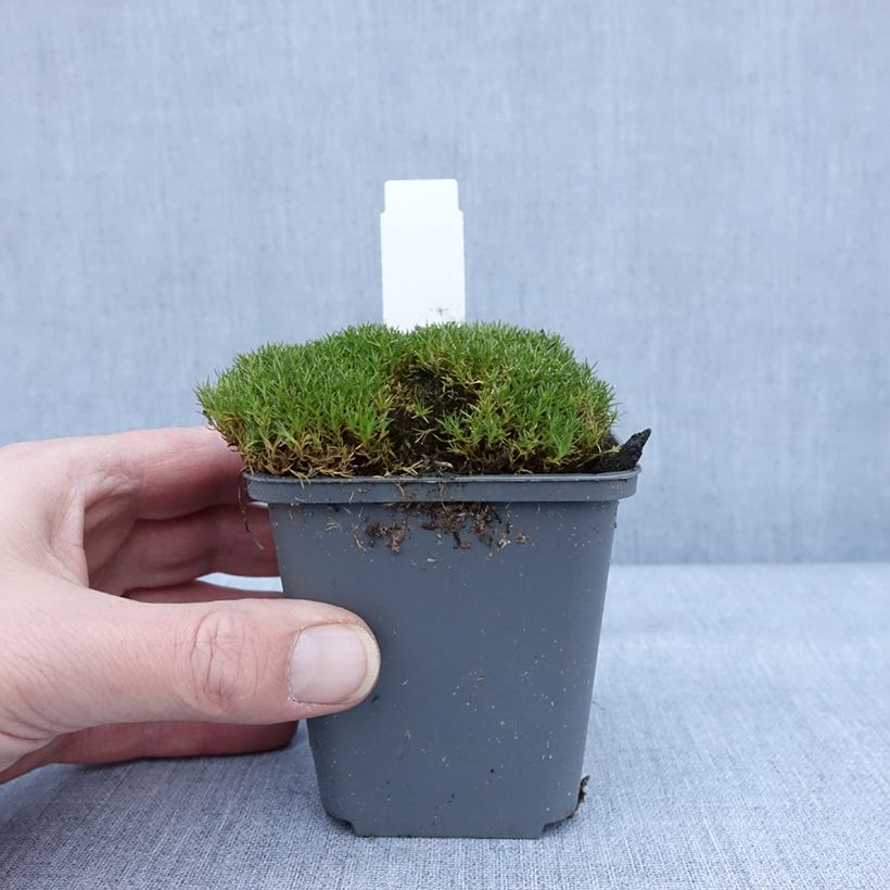 Scleranthus uniflorus Bronze 8/9 cm pot sample as delivered in winter