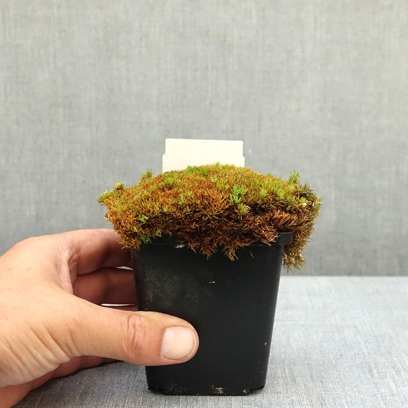 Scleranthus uniflorus Bronze 8/9 cm pot sample as delivered in spring