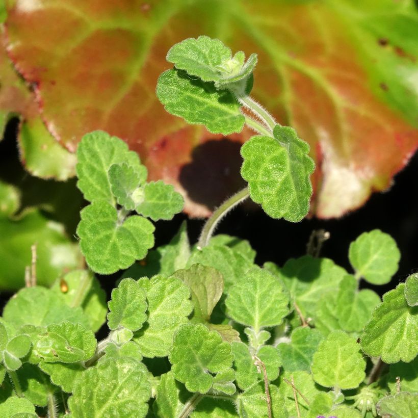 Scutellaria indica var. parviflora - Skullcap (Foliage)