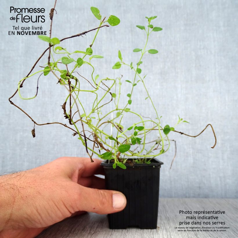 Scutellaria suffrutescens 8/9 cm pot sample as delivered in autumn