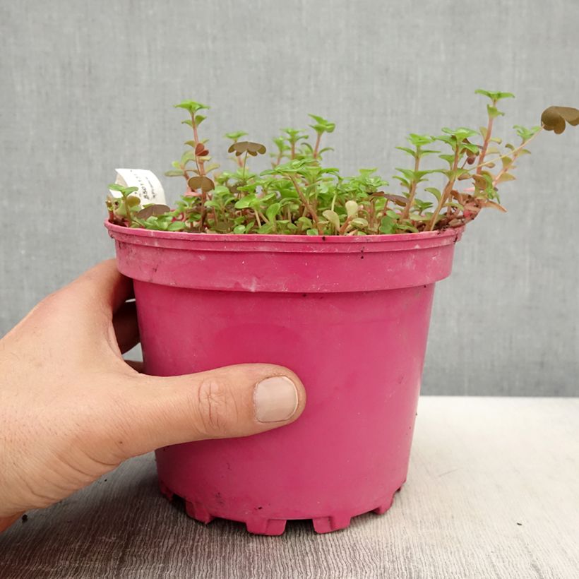 Sedum album Coral Carpet - Stonecrop 2L/3L pot sample as delivered in spring