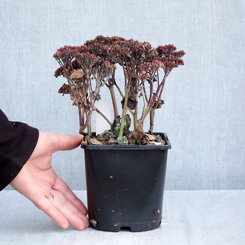 Sedum telephium Back in Black - Autumn Stonecrop 1.5L/2L pot sample as delivered in autumn