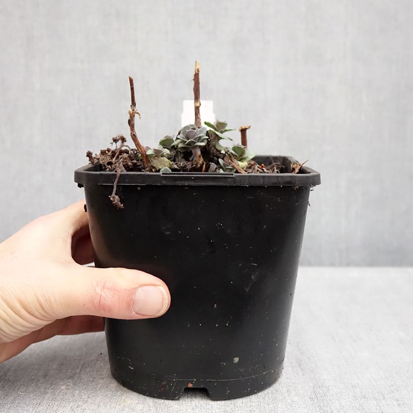 Sedum telephium Back in Black - Autumn Stonecrop 1.5L/2L pot sample as delivered in winter