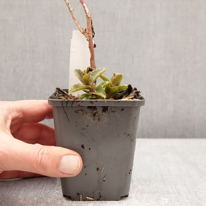 Sedum Black Knight - Autumn Stonecrop 7/8 cm pot sample as delivered in winter