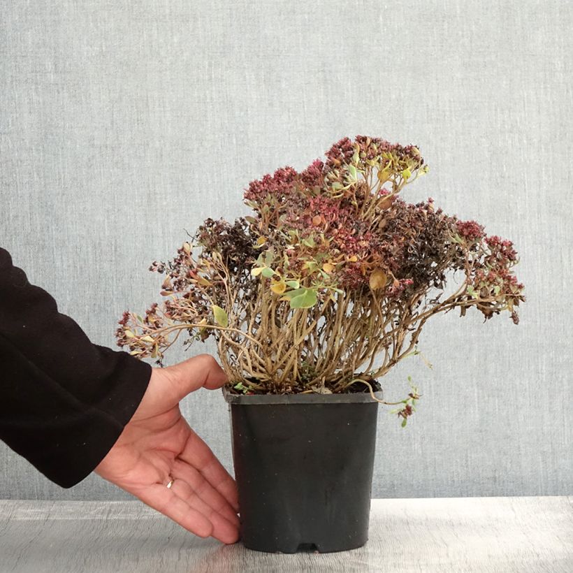 Sedum cauticola Lidakense - Stonecrop 1.5L/2L pot sample as delivered in autumn