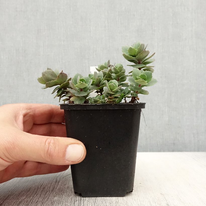 Sedum cauticola Robustum - Stonecrop 8/9 cm pot sample as delivered in spring