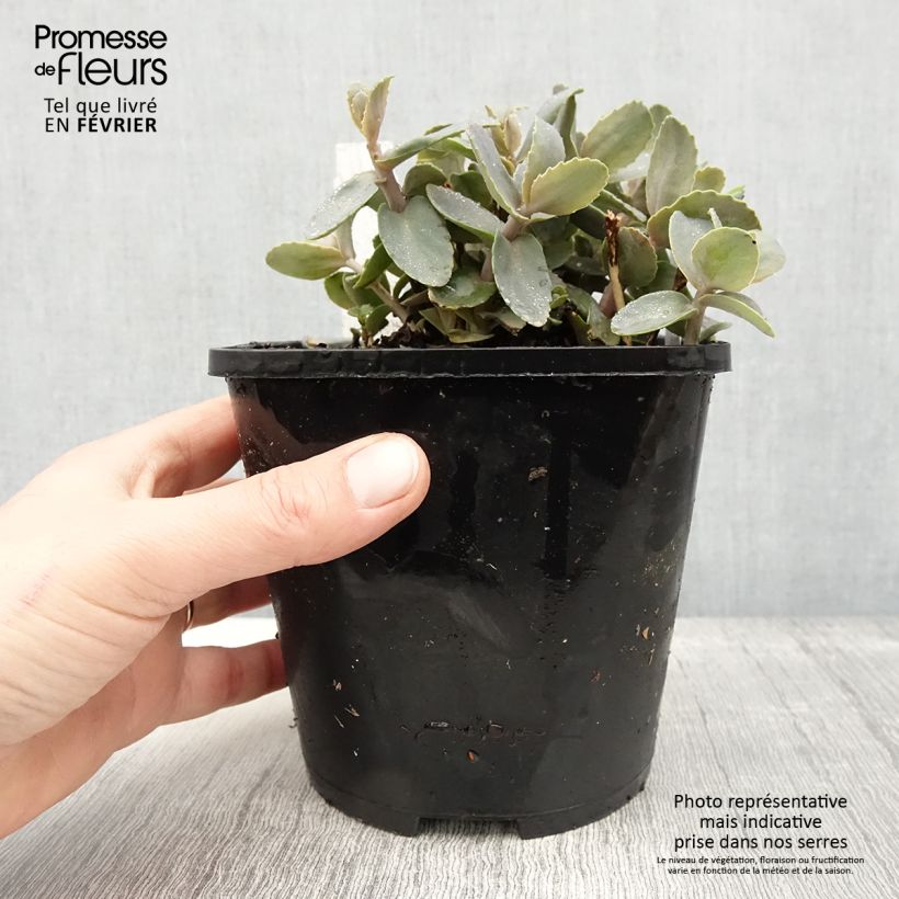 Sedum telephium Chocolate Cherry - Autumn Stonecrop 2L/3L pot sample as delivered in winter