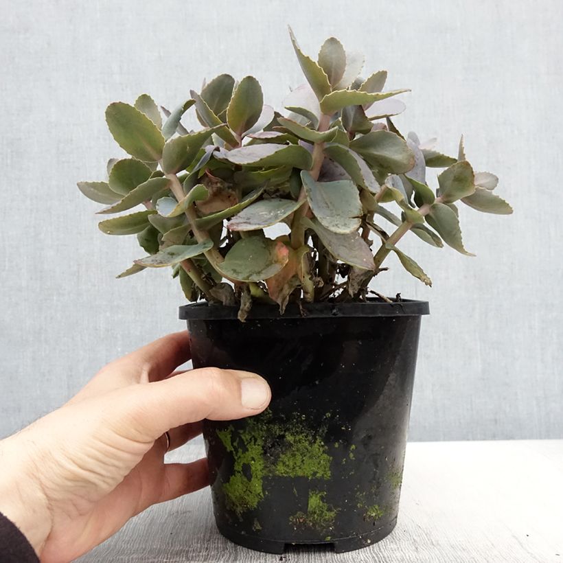 Sedum telephium Chocolate Cherry - Autumn Stonecrop 2L/3L pot sample as delivered in spring