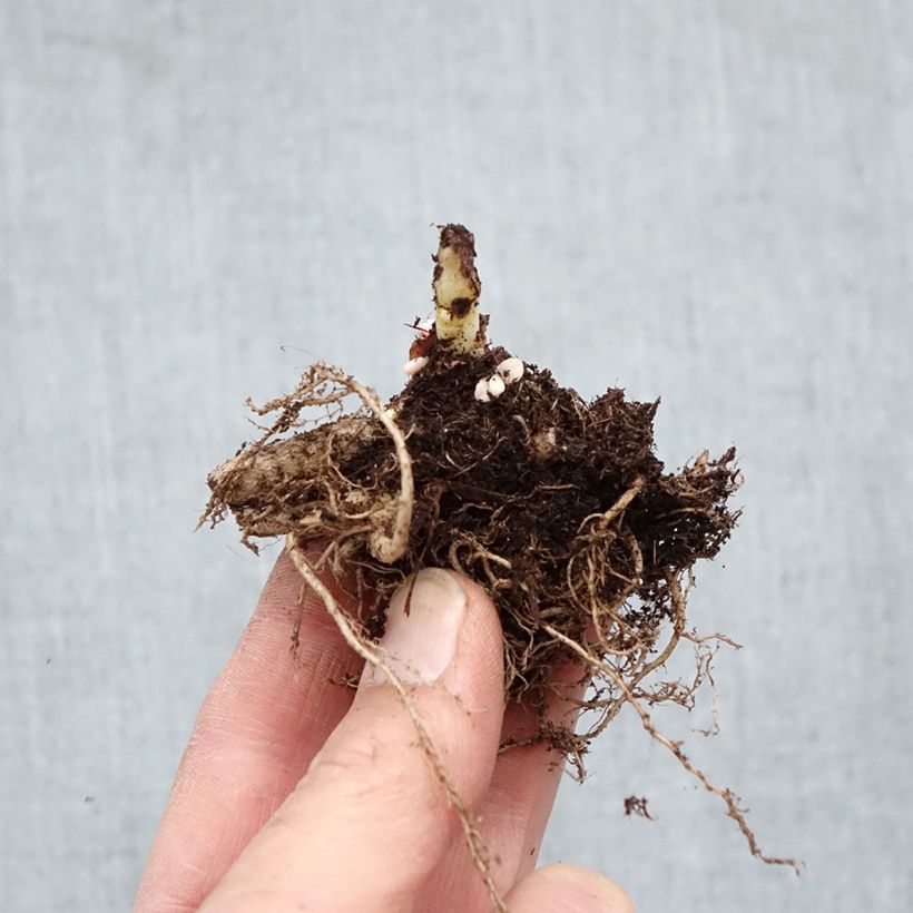 Sedum telephium Chocolate Cherry - Autumn Stonecrop Bare root sample as delivered in winter