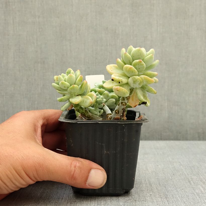 Sedum clavatum  8/9 cm pot sample as delivered in spring