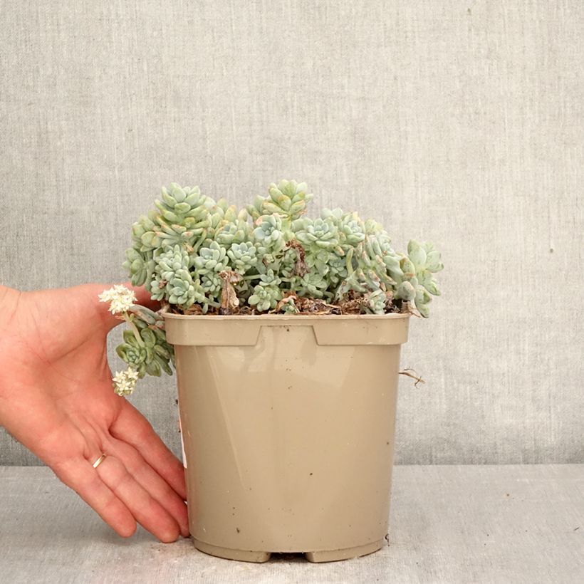 Sedum clavatum  3L/4L pot sample as delivered in spring