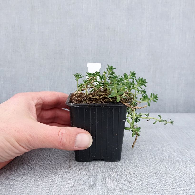 Sedum divergens  8/9 cm pot sample as delivered in winter