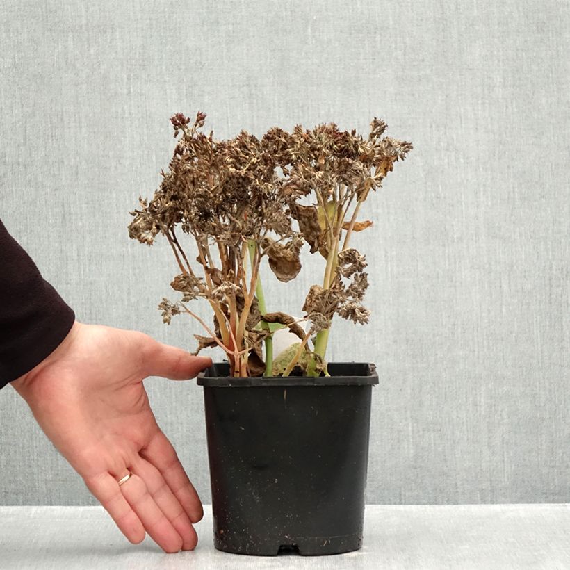 Hylotelephium telephium Class Act - Stonecrop 1.5L/2L pot sample as delivered in autumn