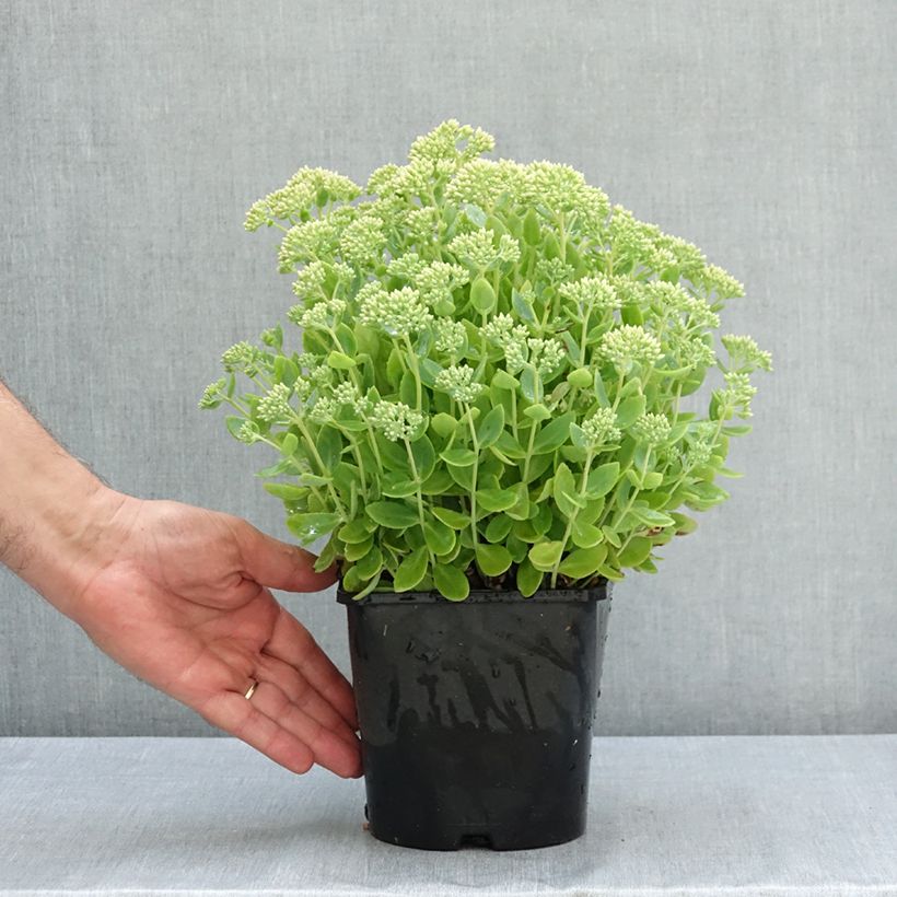Sedum telephium Thunderhead - Autumn Stonecrop 2L/3L pot sample as delivered in summer