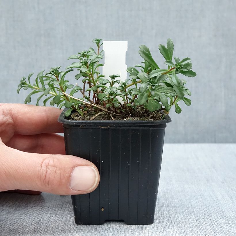 Sedum kamtschaticum var. middendorffianum var. middendorffianum 8/9 cm pot sample as delivered in spring