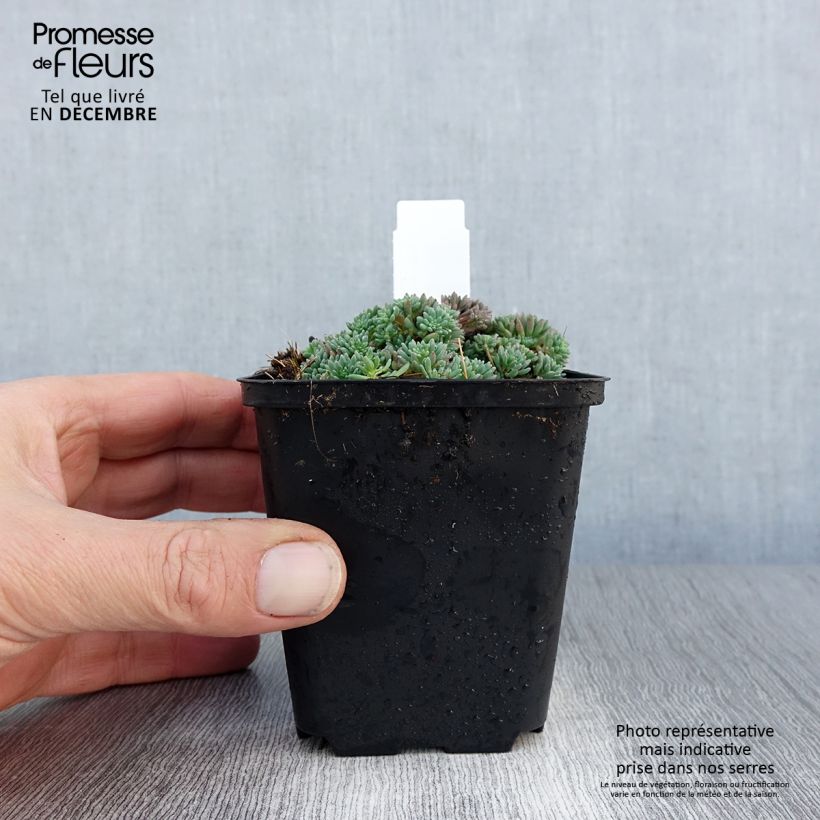 Sedum lydium Glaucum - Stonecrop 8/9 cm pot sample as delivered in winter