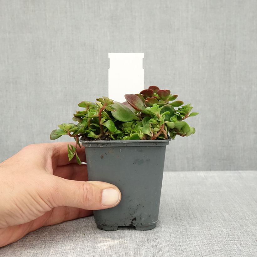 Sedum makinoi Lime - Stonecrop 7/8 cm pot sample as delivered in autumn