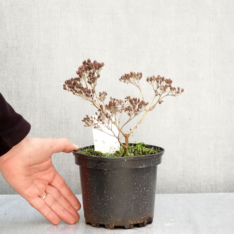 Sedum  Matrona - Orpin d'Automne Matrona, Grand Orpin Matrona 2L/3L pot sample as delivered in autumn