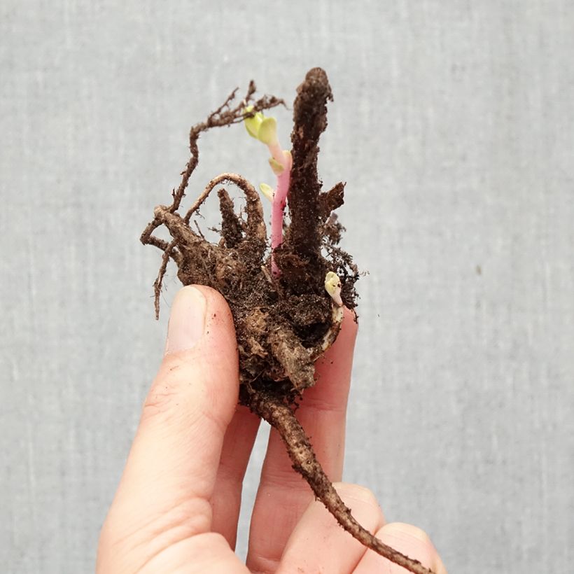 Sedum Matrona - Autumn Stonecrop Bare root sample as delivered in winter