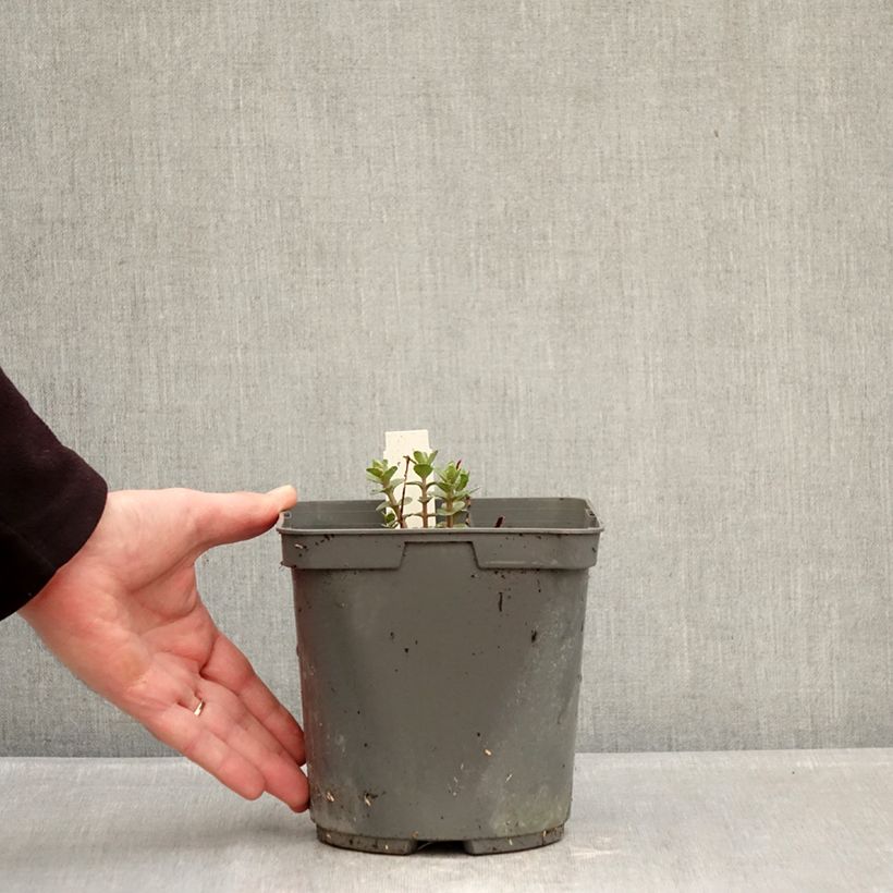 Sedum Pinky - Autumn Stonecrop 2L/3L pot sample as delivered in winter