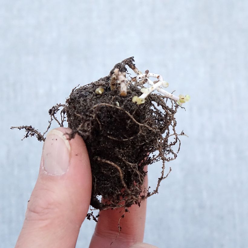 Sedum Pinky - Autumn Stonecrop Bare root sample as delivered in winter