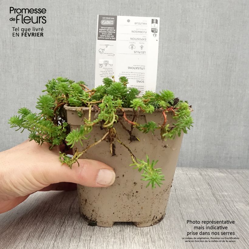 Sedum pulchellum - Stonecrop 2L/3L pot sample as delivered in winter