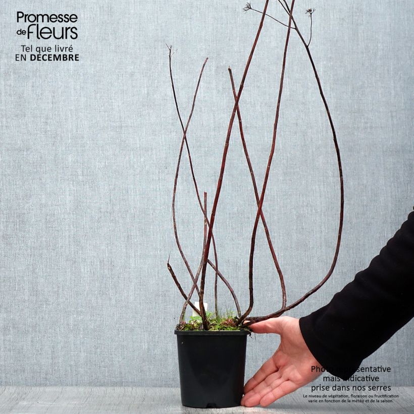 Sedum spectabile Purple Emperor - Autumn Stonecrop 1.5L/2L pot sample as delivered in winter