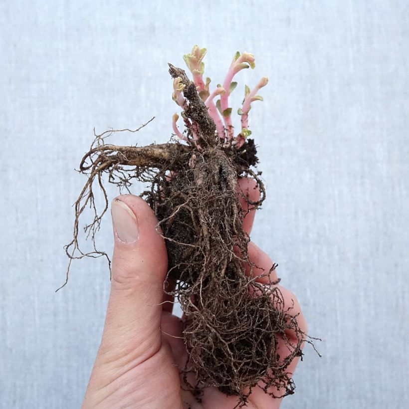 Sedum Red Cauli - Autumn Stonecrop Bare root sample as delivered in winter