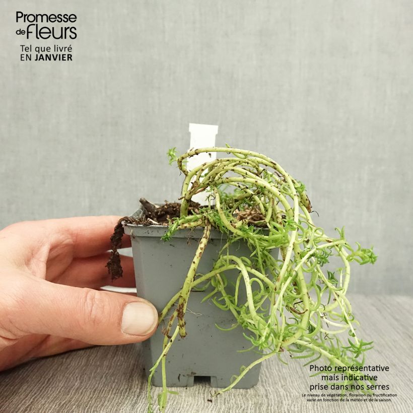 Sedum reflexum Angelina - Stonecrop 8/9 cm pot sample as delivered in winter