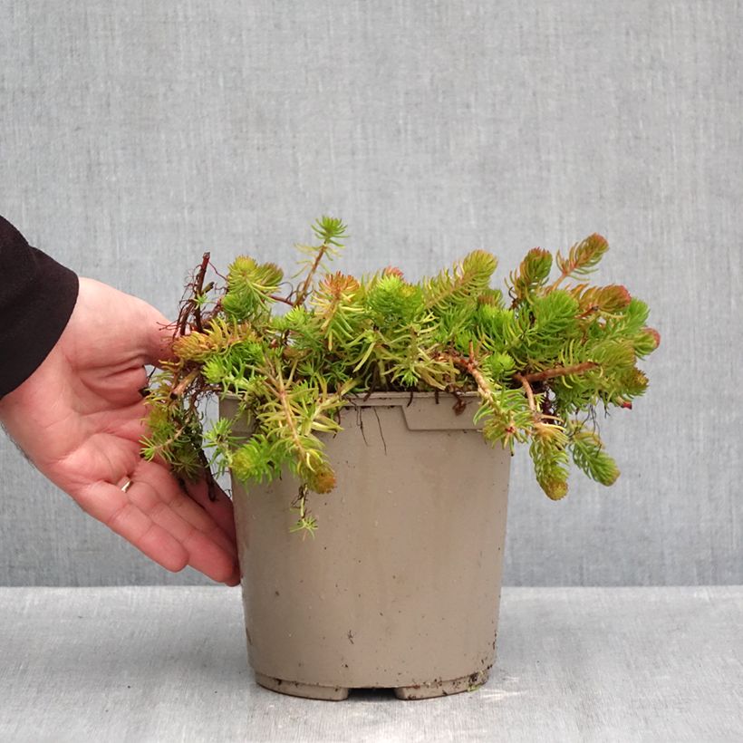 Sedum reflexum Yellow Cushion - Stonecrop 3L/4L pot sample as delivered in autumn