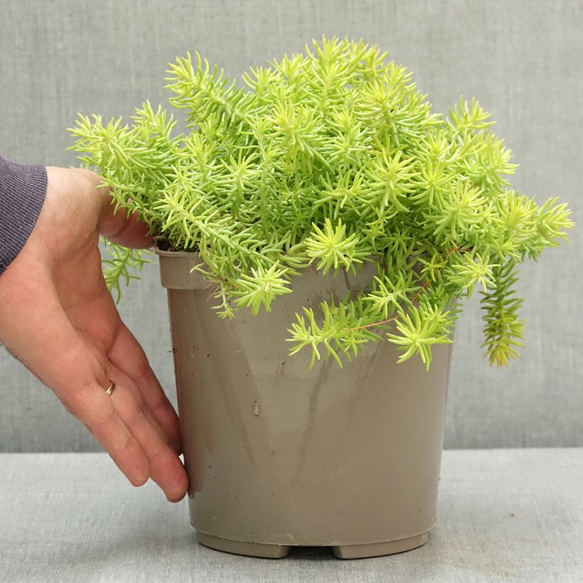 Sedum reflexum Yellow Cushion - Orpin réfléchi Pot de 3L/4L sample as delivered in summer