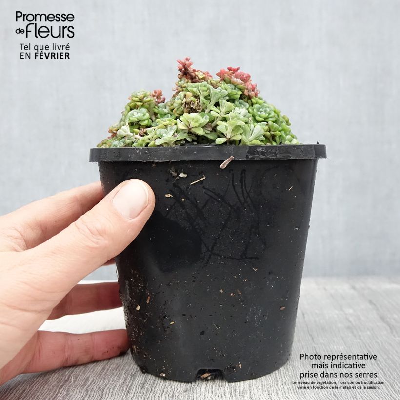 Sedum spathulifolium Cape Blanco - Stonecrop 1.5L/2L pot sample as delivered in winter