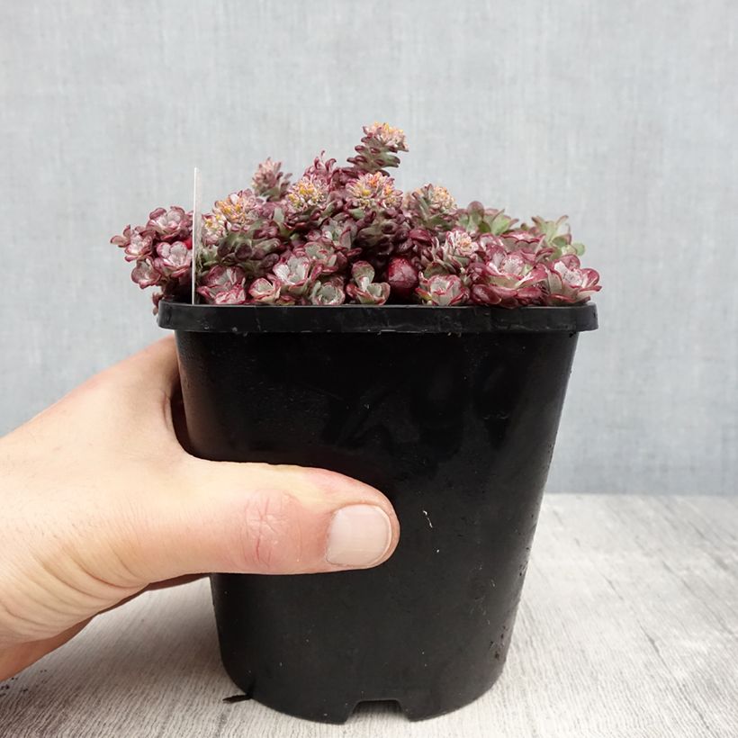 Sedum spathulifolium Purpureum - Stonecrop 2L/3L pot sample as delivered in spring