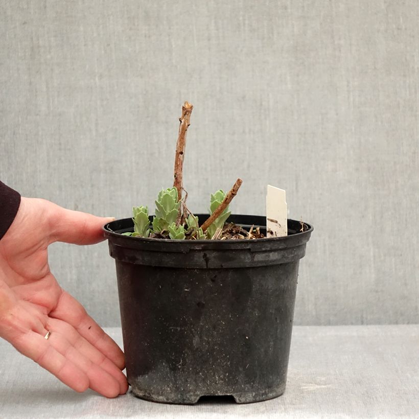 Sedum spectabile Neon - Autumn Stonecrop 2L/3L pot sample as delivered in winter