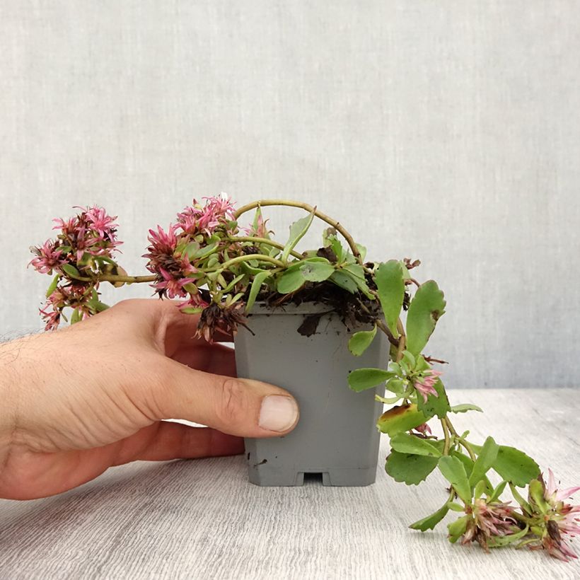 Sedum spurium Dragons Blood - Autumn Stonecrop 8/9 cm pot sample as delivered in autumn