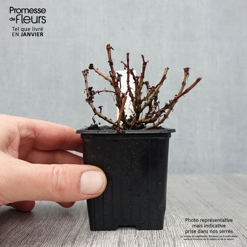 Sedum spurium Dragons Blood - Autumn Stonecrop 8/9 cm pot sample as delivered in winter