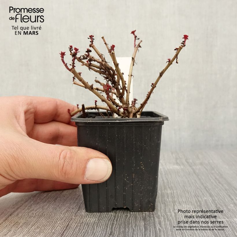 Sedum spurium Dragons Blood - Autumn Stonecrop 8/9 cm pot sample as delivered in spring