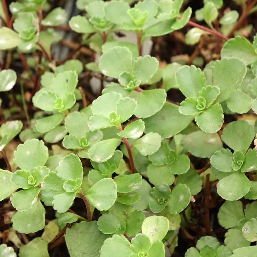 Sedum spurium Dragons Blood - Autumn Stonecrop (Foliage)