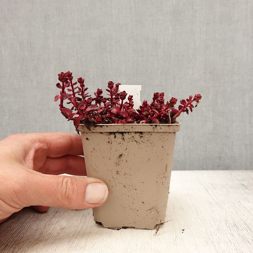 Sedum spurium Fuldaglut - Stonecrop 8/9 cm pot sample as delivered in spring