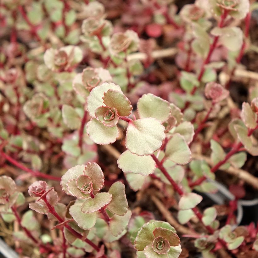 Sedum spurium Fuldaglut - Stonecrop (Foliage)