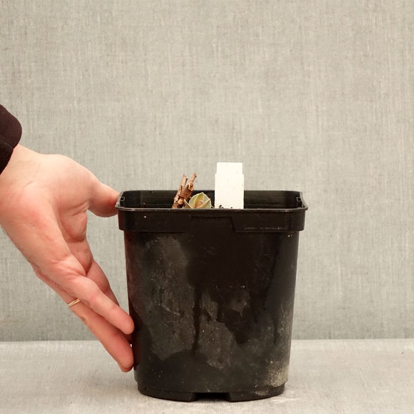 Sedum SunSparkler Blue Pearl - Stonecrop 2L/3L pot sample as delivered in winter