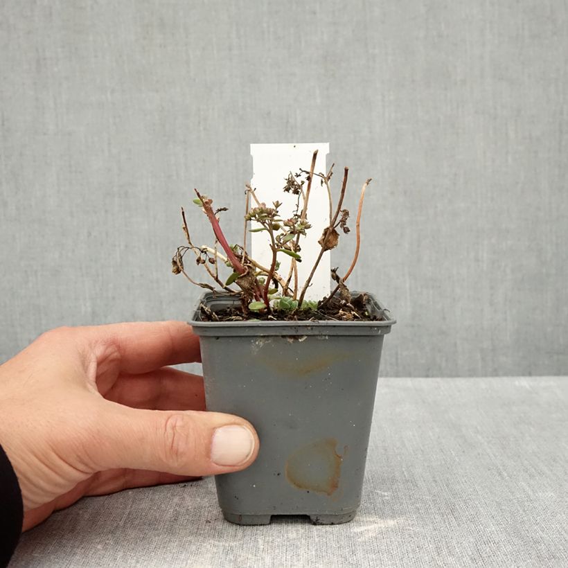 Sedum SunSparkler Cherry Tart - Stonecrop 8/9 cm pot sample as delivered in autumn