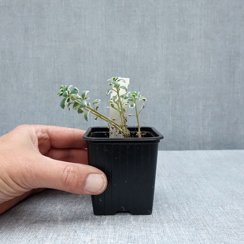 Sedum SunSparkler Dream Dazzler - Stonecrop 8/9 cm pot sample as delivered in spring