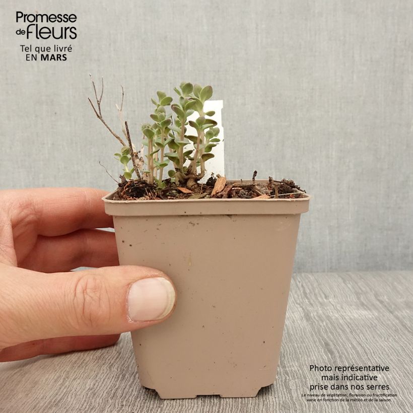 Sedum SunSparkler Plum Dazzled - Stonecrop 8/9 cm pot sample as delivered in spring