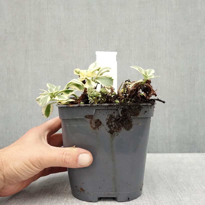 Sedum takesimense Atlantis - Stonecrop 1.5L/2L pot sample as delivered in autumn