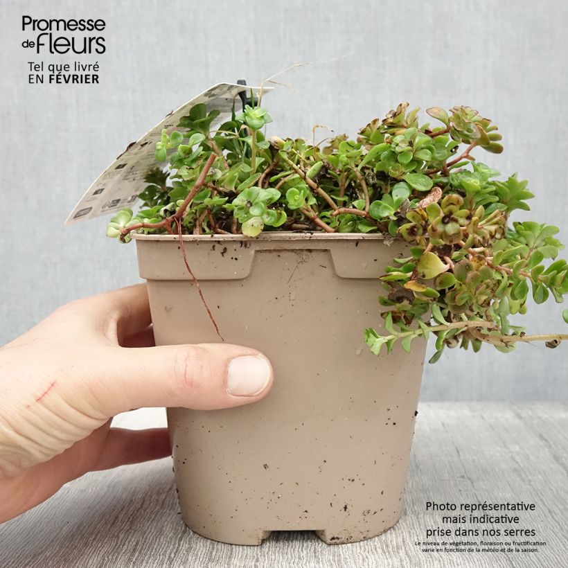 Sedum tetractinum Coral Reef - Stonecrop 2L/3L pot sample as delivered in winter