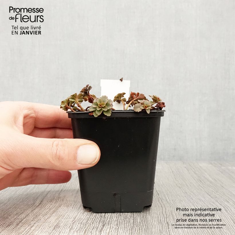 Sedum kamtschaticum Weihenstephaner Gold - Stonecrop 8/9 cm pot sample as delivered in winter